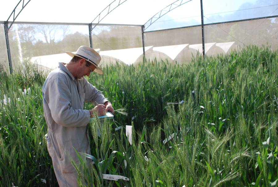 Casa de vegetação com pesquisas de melhoramento genético de trigo; Foto: Joseani Antunes