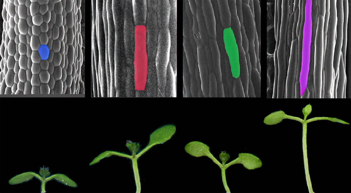 Células de Arabidopsis thaliana (acima) e plântulas (abaixo) em diferentes condições de luz e temperatura; as mudas retratadas na extrema direita mostram crescimento acelerado em resposta à sombra e temperaturas quentes -- Foto: Salk Institute e&nbsp;Nature Communications<br>