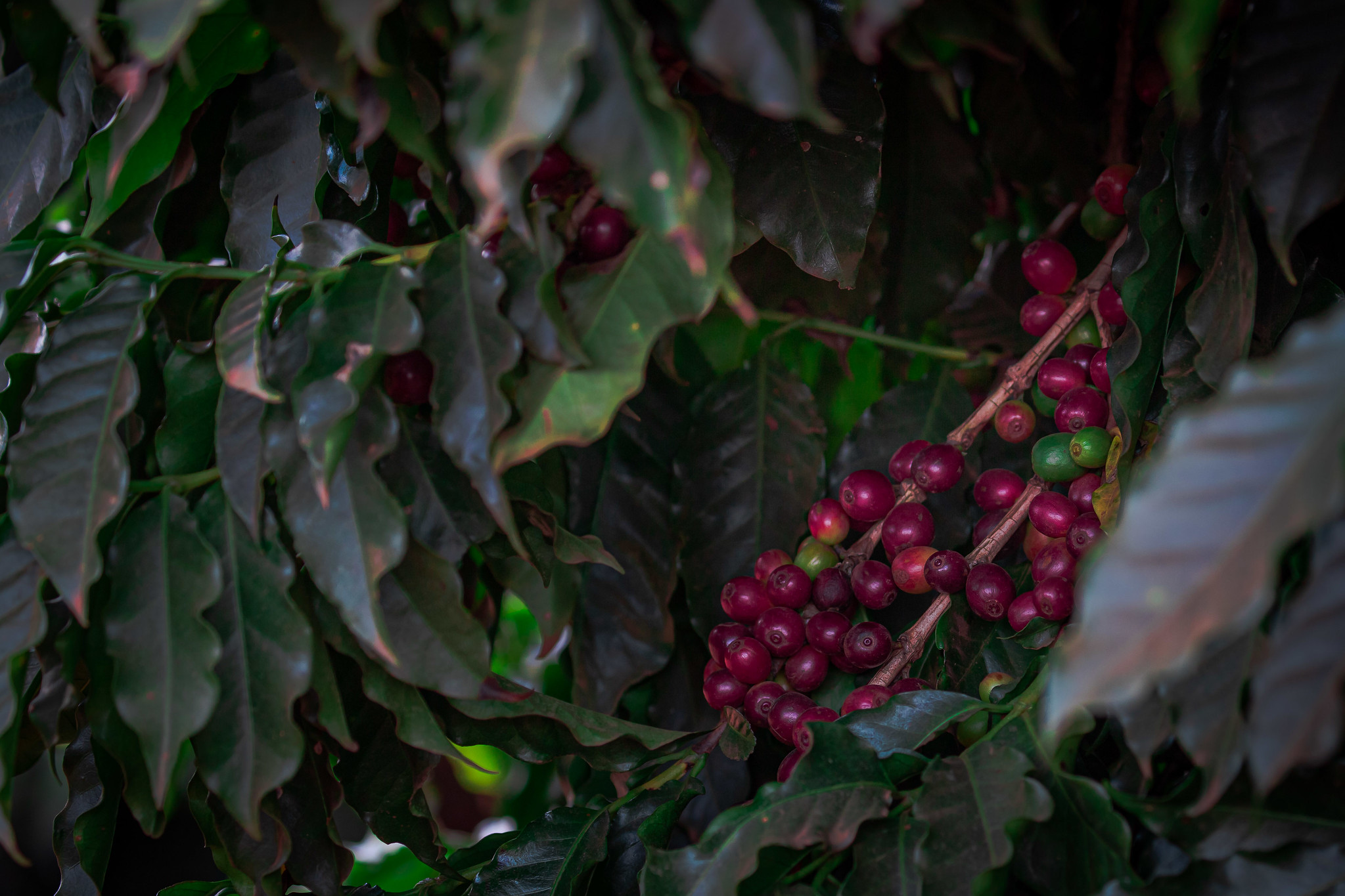 Produção brasileira de café robusta foi estimada em 17 milhões de sacas que equivalem a 56% da safra vietnamita e 22% da mundial em 2021-2022. - Foto: Wenderson Araujo/CNA