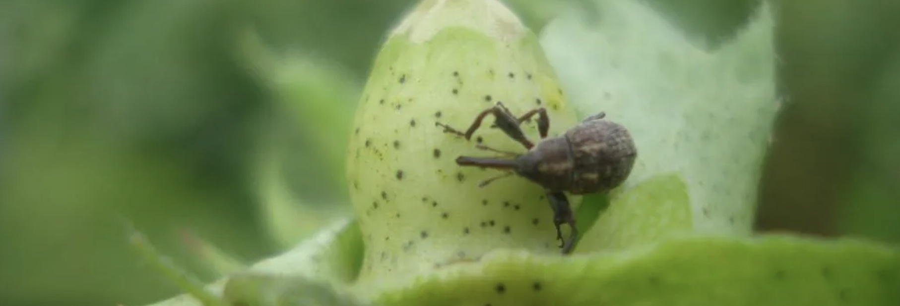 Bicudo-do-algodoeiro - Anthonomus grandis