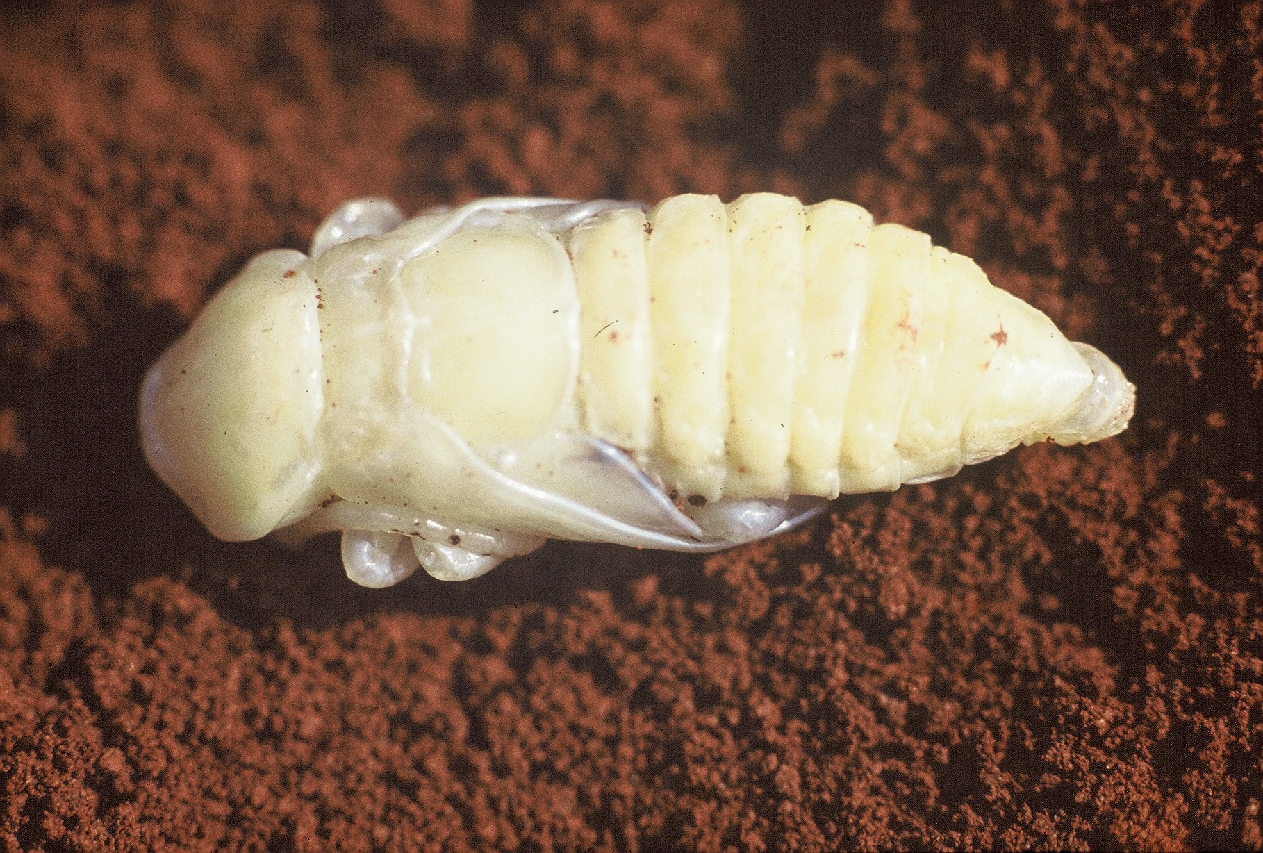 A pupa apresenta coloração branco amarelado e vive neste estágio por um curto período de tempo