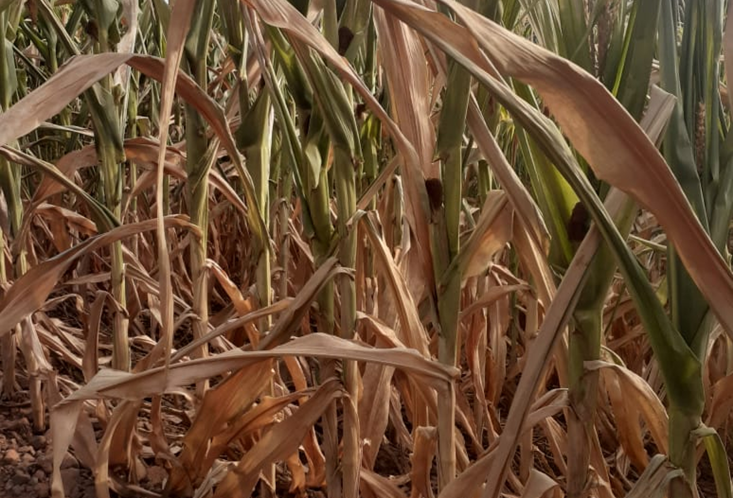 Segundo especialista, agricultores devem apresentar laudos técnicos e formalizar divergências em caso de negativa da indenização. - Foto: Divulgação