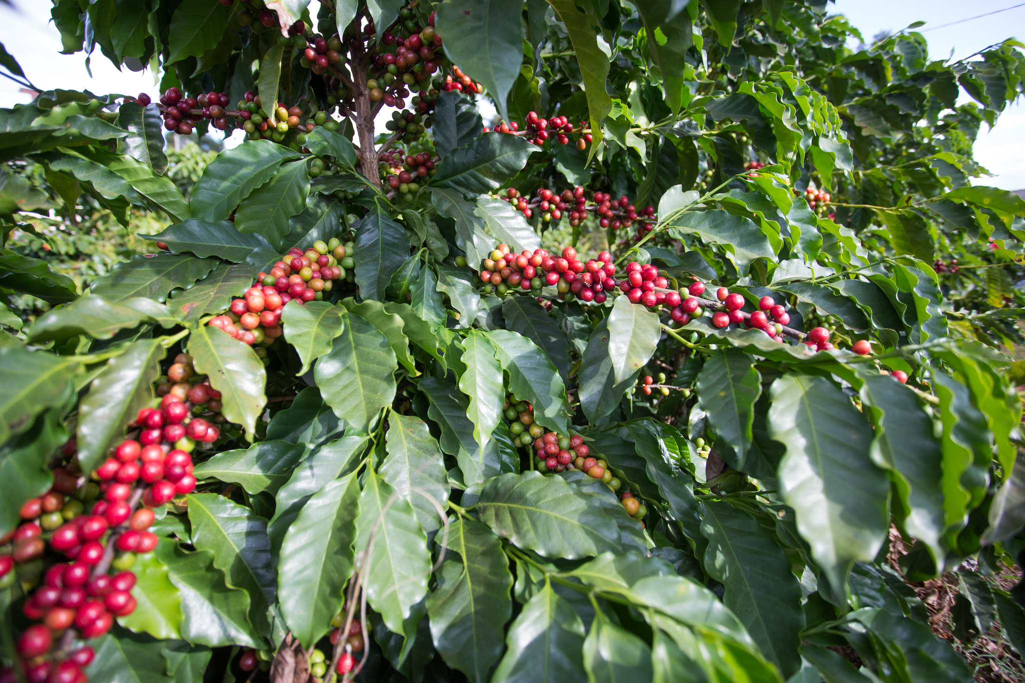 No total, o Funcafé tem uma reserva de R$ 1,3 bilhão para atender produtores de café que sofreram perdas econômicas com a geada. - Foto: Wenderson Araujo/CNA