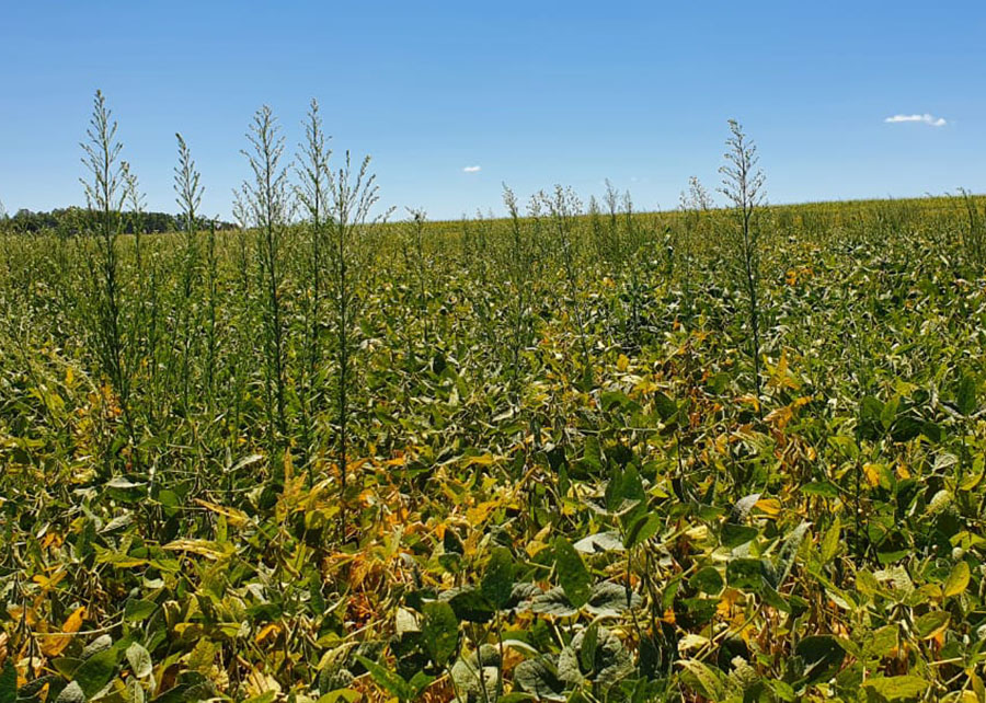 Dados coletados foram reunidos em uma plataforma que traz dados espaciais sobre a ocorrência de plantas daninhas. Na foto, soja com a planta daninha buva (Conyza spp); Foto: Decio Karam