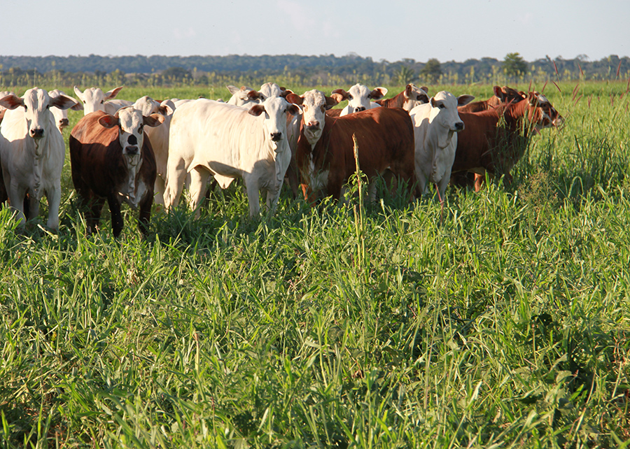 A integração entre lavoura e pecuária, tecnologia que viabiliza a utilização do solo de forma intensiva e sustentável, cresce no Mato Grosso. - Foto: Gabriel Faria