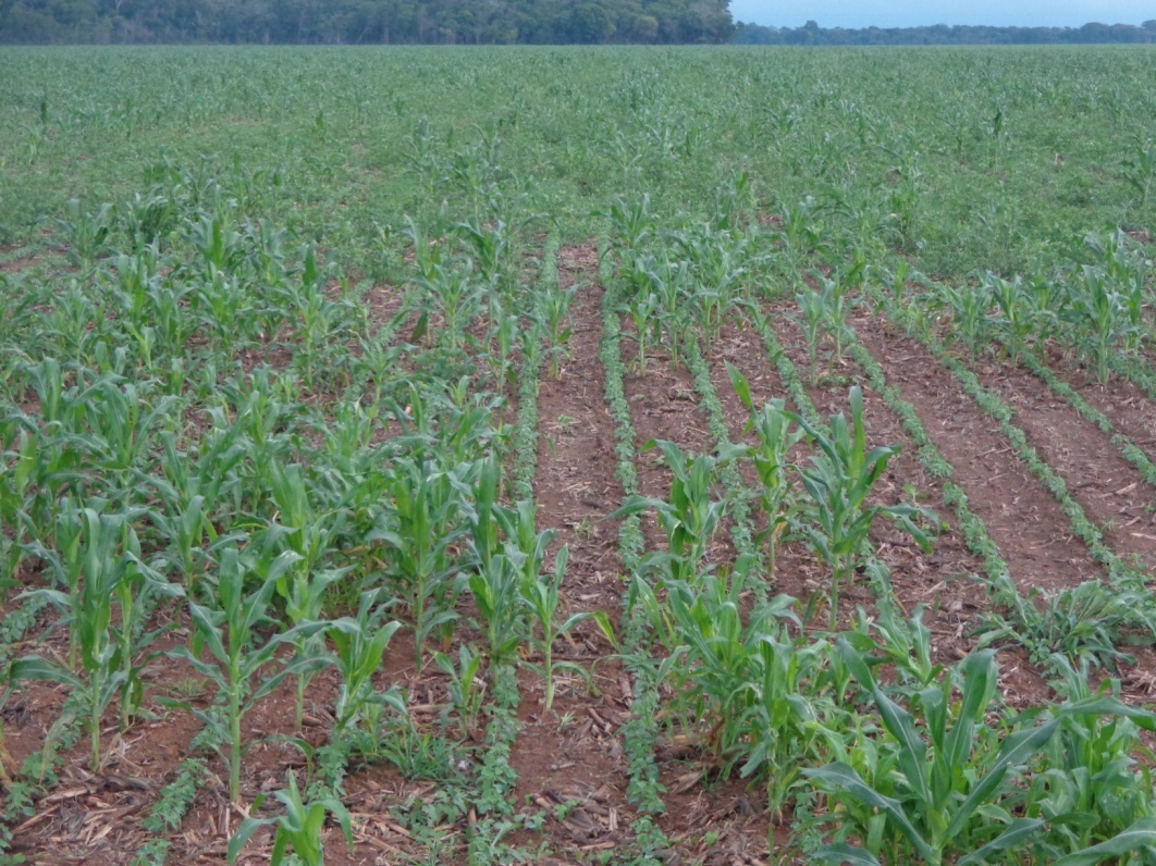 Presença de milho tiguera no cultivo da soja. Favorecendo a multiplicação praga e manutenção de plantas infectadas, com viroses e enfezamentos.&nbsp;