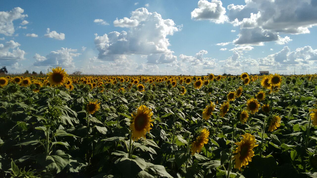 Áreas cultivadas com girassol nas safrinhas de 2015 e 2016 no município de Confresa, no Mato Grosso