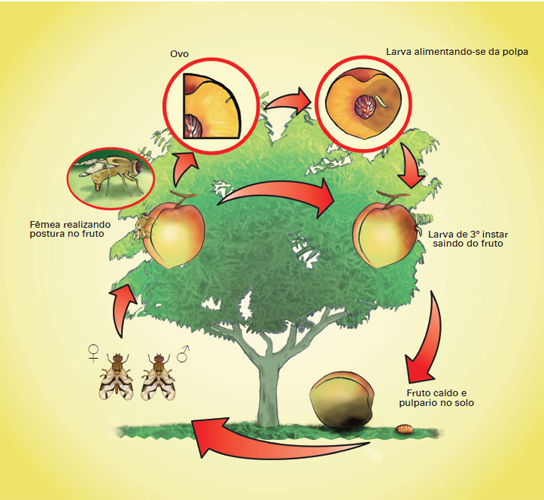 Ilustração do ciclo biológico de mosca-das-frutas em pessegueiro