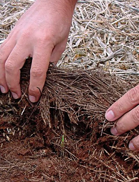 A palhada ajuda a dificultar o desenvolvimento de daninhas