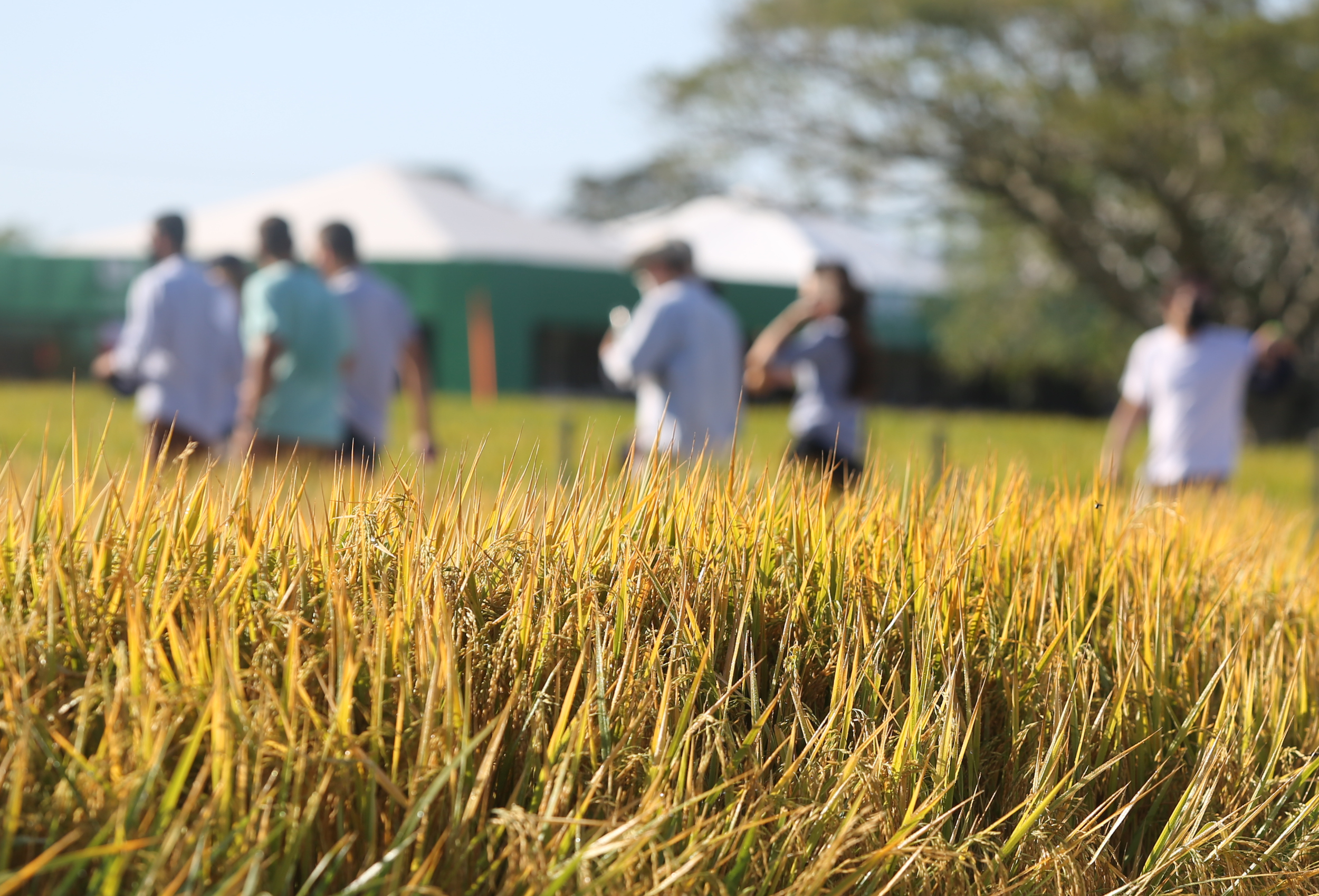 Um dos destaques do evento é a presença de empresas, instituições públicas e universidades com roteiro técnico para produtores conhecerem novidades na produção de grãos e pecuária; Foto: Paulo Rossi