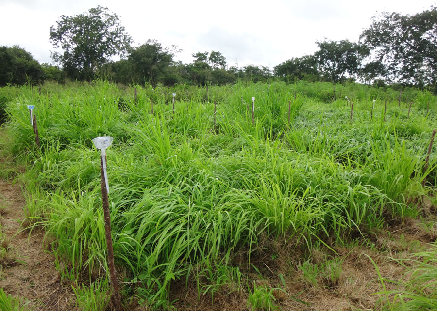 O novo produto está apto a adubar as plantas forrageiras e, ao mesmo tempo, a controlar a infecção por vermes; Foto: Hévila Salles