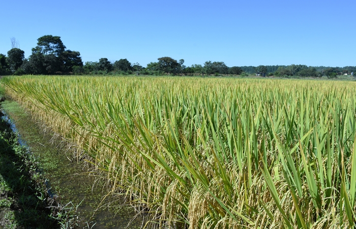 Novidade reúne o que há de melhor da genética de arroz da Embrapa para a tecnologia da BASF chamada Clearfield, de eficiência para o controle de plantas daninhas. - Foto: Sebastião Araújo