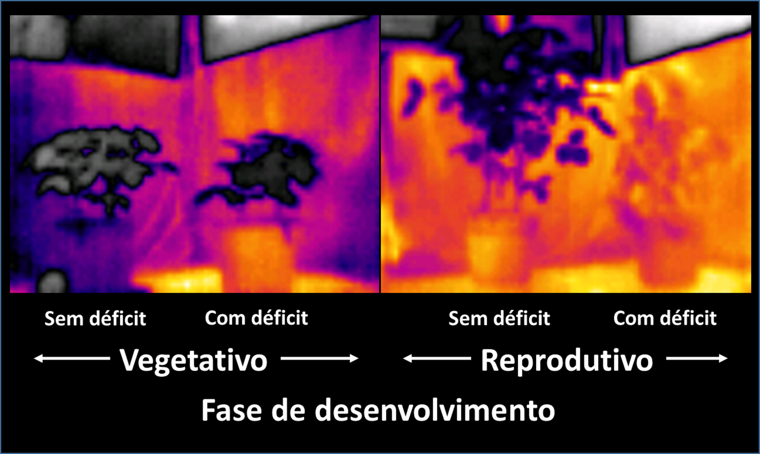 Figura 4 - Imagens RGB e Infravermelho das plantas de soja em duas fases de desenvolvimento (vegetativo e reprodutivo) submetidas ao estresse hídrico. Câmera termal modelo Flir C2. Fonte: Autores.