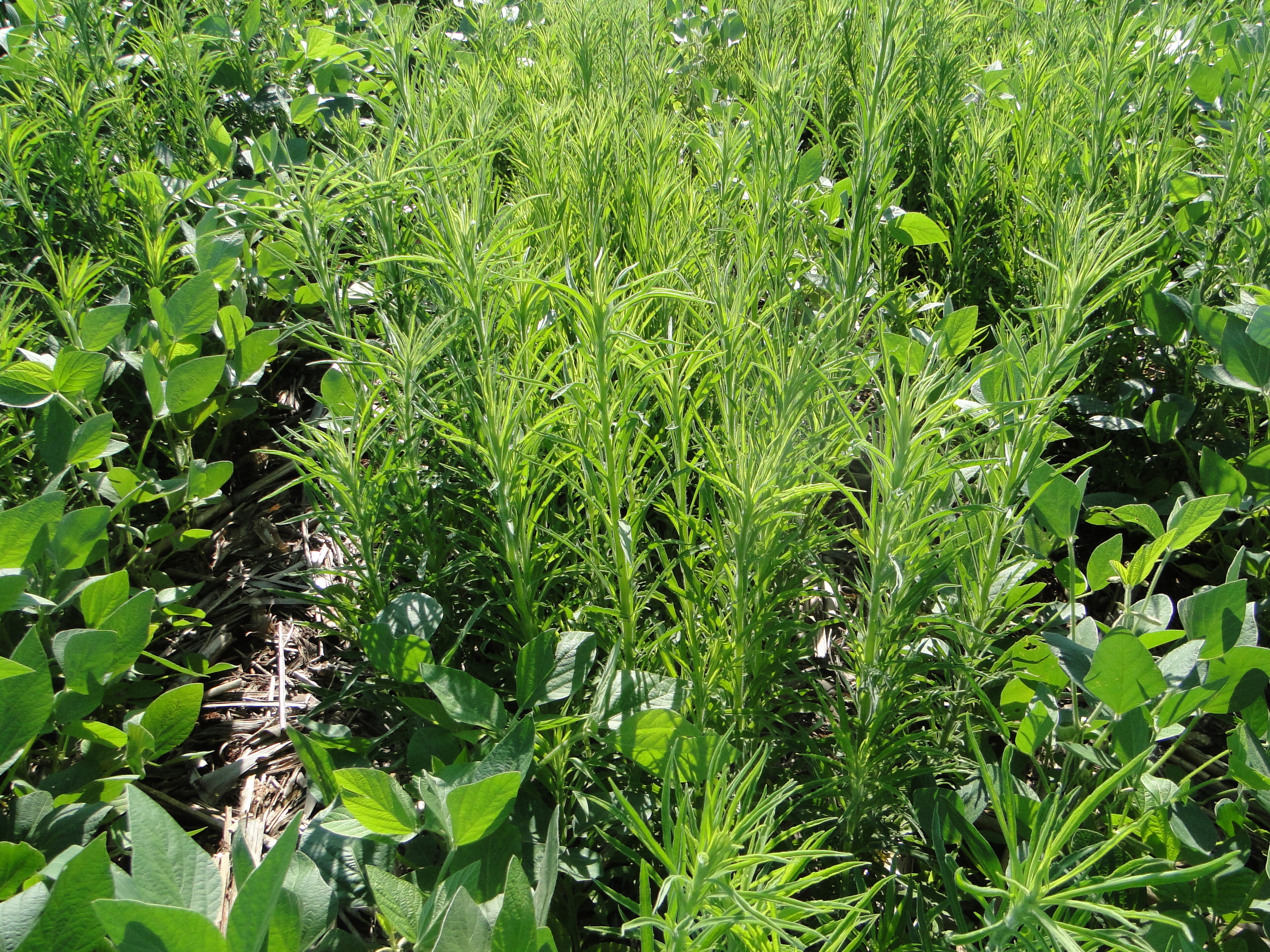 Alta infestação de buva em área de cultivo de soja