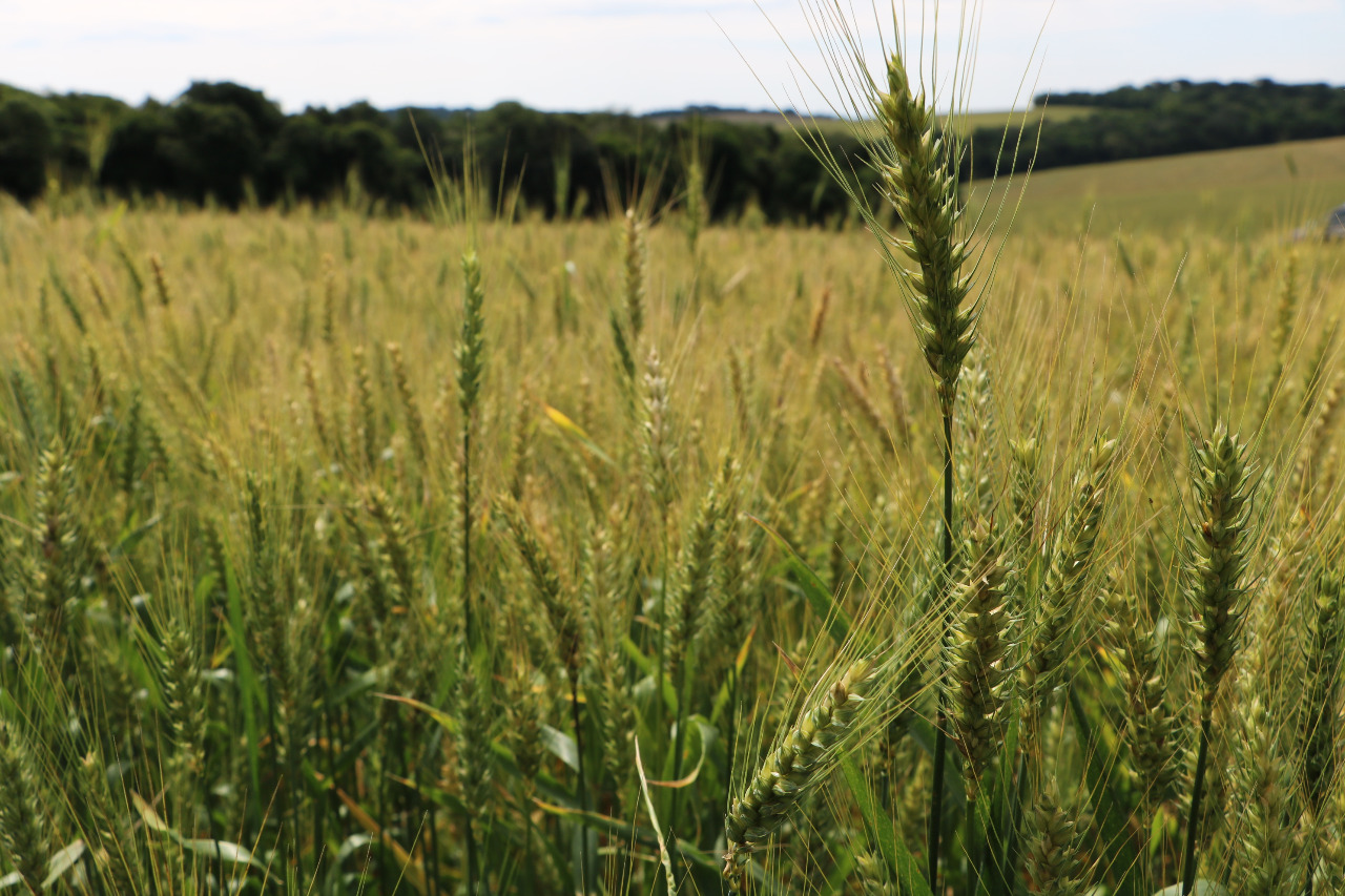Estimativa inicial de cultivo de trigo para a safra 2022 indica área de 1.413.763 hectares, significando uma elevação de 15,04% em relação à safra anterior. - Foto: Marcela Buzatto