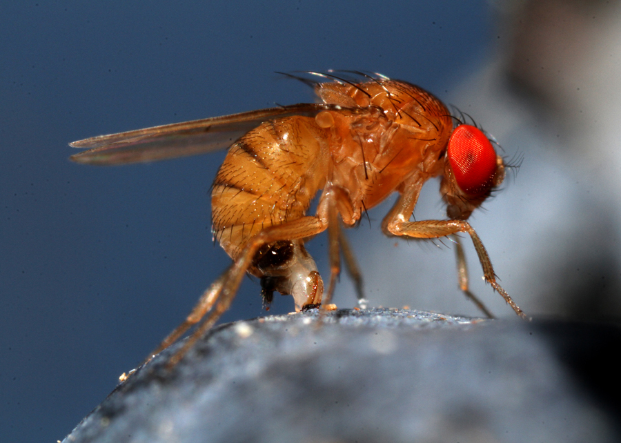 A drosófilla-da-asa-manchada é uma praga exótica identificada no Brasil em 2013. Ela atinge diversos cultivos, em especial pomares de pequenas frutas, podendo gerar perdas de até 100% da produção. - Foto: Paulo Lanzetta