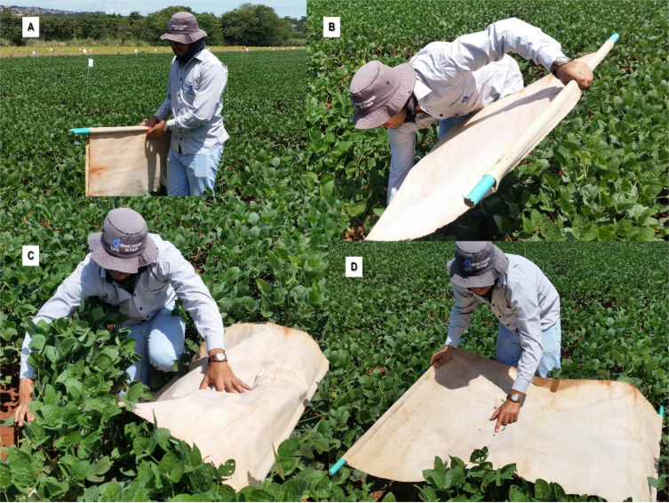 Figura 4 - Procedimento para monitoramento de artrópodes em cultivo de soja utilizando o método da batida de pano