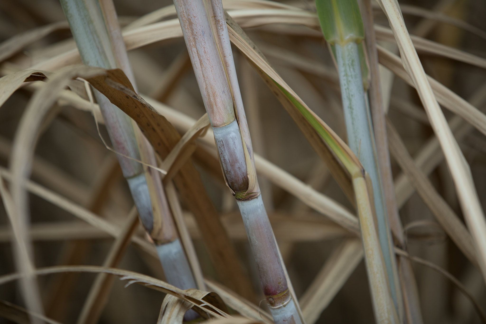 A pesquisa avaliou a dinâmica de ocupação da terra pelo cultivo da cana-de-açúcar no Centro-Sul e Norte do Brasil, entre os anos de 2000 e 2020; Foto: Wenderson Araujo/CNA