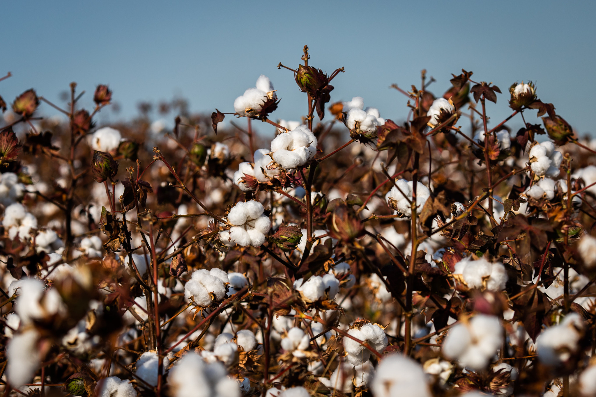 Previsão para a cotonicultura baiana é de produção de 587 mil toneladas de pluma, numa área de 308 mil hectares, com produtividade média de, aproximadamente, 1,9 mil quilos de pluma por hectare. - Foto: Wenderson Araujo/CNA