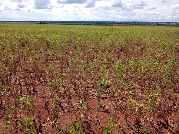 A estiagem nas últimas semanas impactou o desenvolvimento das lavouras de soja em Mato Grosso do Sul. - Foto: José Alberto dos Santos - Técnico Aprosoja/MS