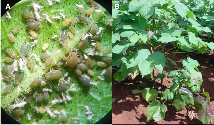 Figura 1 - Pulgão-do-algodoeiro, Aphis gossypii: A) colônia de pulgões em folha de algodoeiro; B) sintoma da doença azul transmitida por pulgões (planta à direita)