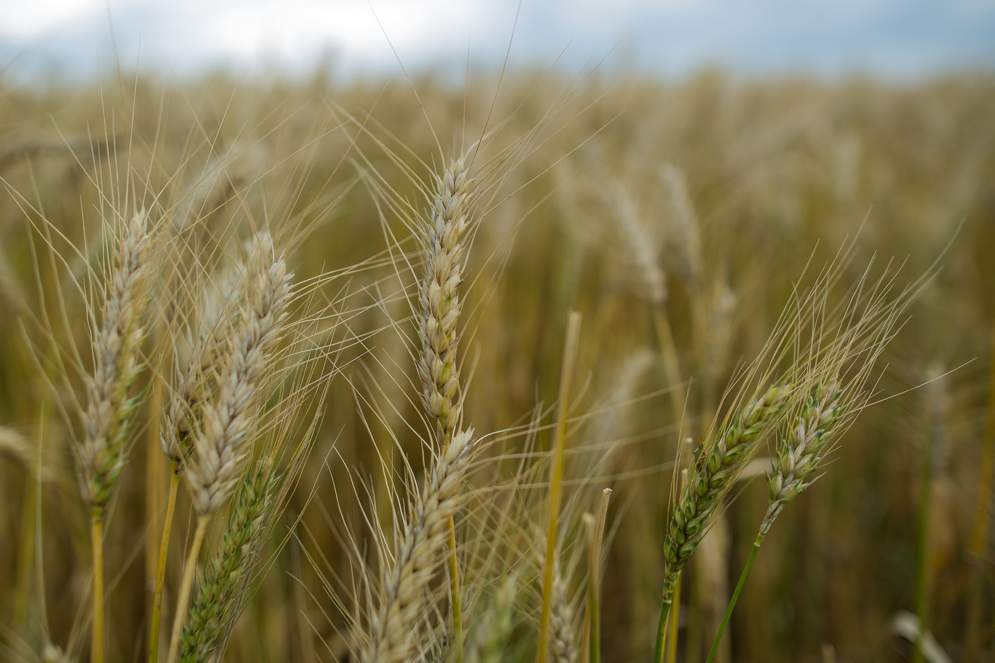 Preços do trigo recuaram no mercado internacional, devido à expectativa de retomada das exportações de trigo da Ucrânia. - Foto: Wenderson Araujo/CNA