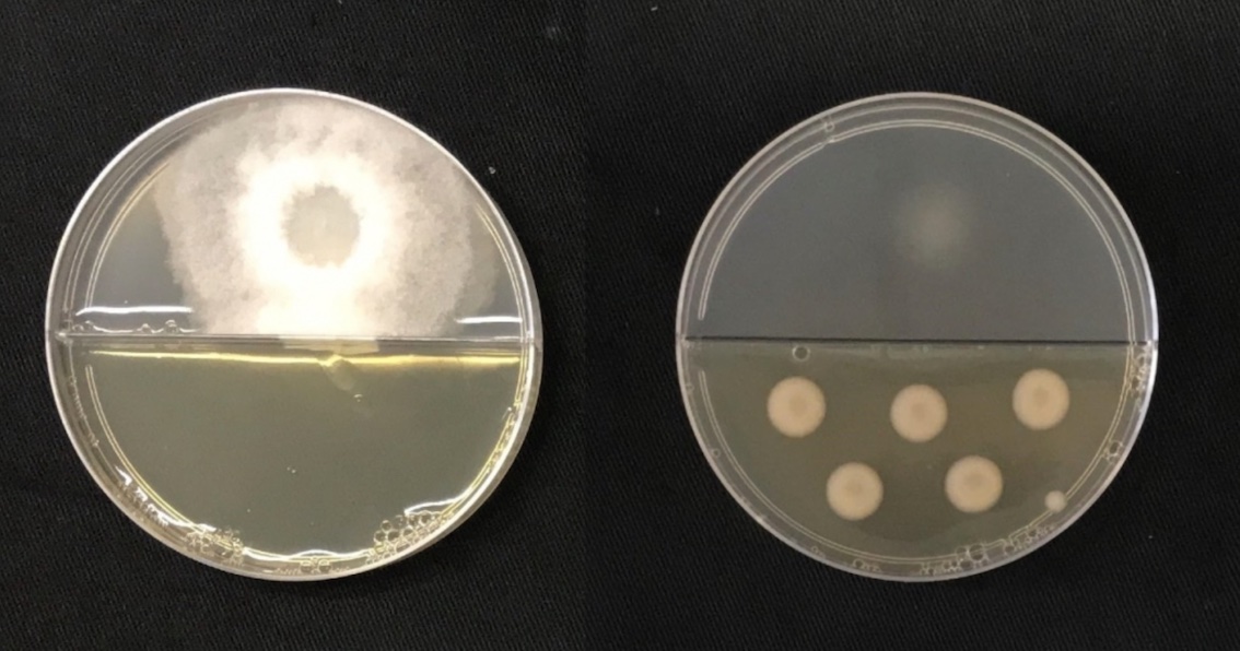 Na imagem da esquerda o fungo&nbsp;Thielaviopsis ethacetica&nbsp;cresce sem contato com os compostos orgânicos volateis (COVs) bacterianos. Já na imagem da direita o crescimento do fungo (na parte superior) foi inibido pela bactéria (na parte inferior) produtora dos COVs -- fotos: Juliana Velasco de Castro Oliveira/CNPEM