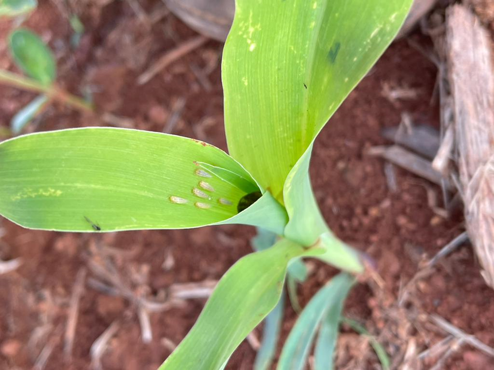 Alta população de cigarrinha-do-milho observada à campo já nos primeiros estágios de crescimento da planta. - Foto: Divulgação