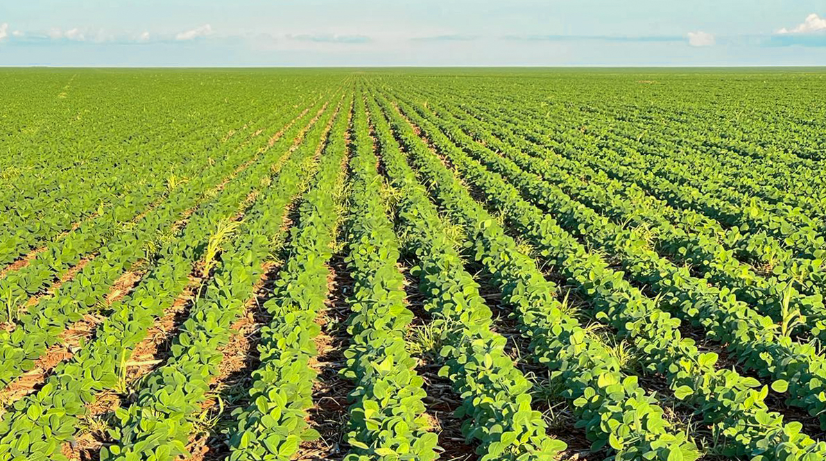 Desenvolvido pela Mosaic Fertilizantes, solução aumenta a sustentabilidade dos sistemas de produção de alimentos. Ganhos na soja foram de 5 sacas por hectare e no milho superam 14 sacas por hectare