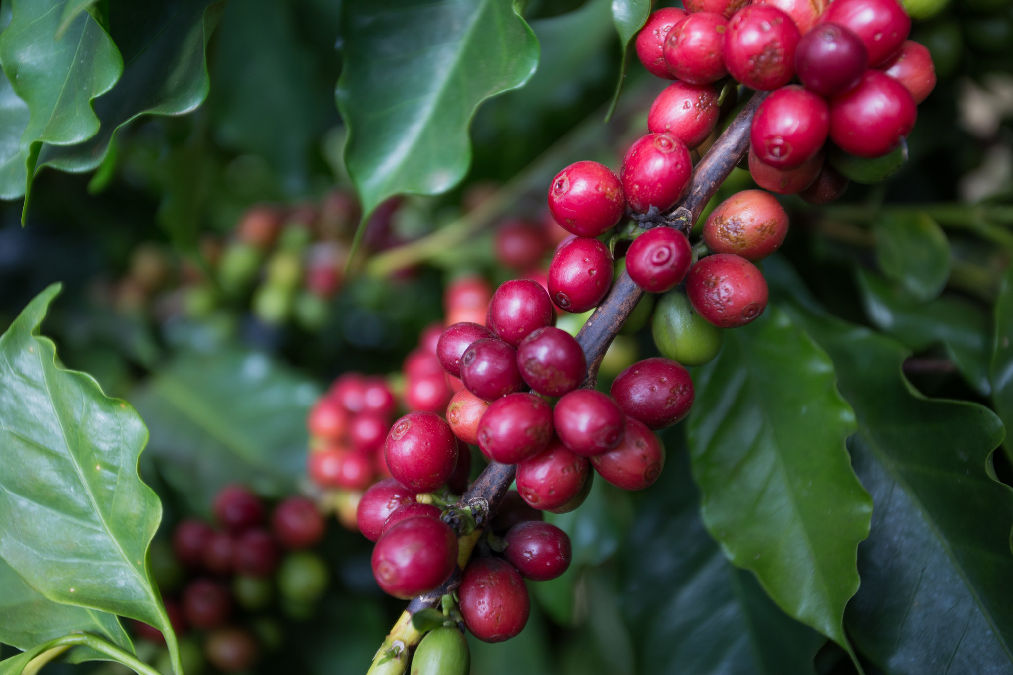 Serão avaliados dados de área, produção, produtividade e comercialização; também será avaliado o comportamento da cadeia produtiva diante das adversidades climáticas. - Foto: Wenderson Araujo/CNA