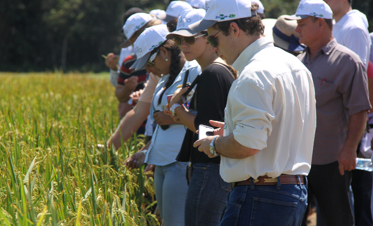 Produtores visitam parcelas com cultivares de arroz da Embrapa; Foto: Keyle Menezes