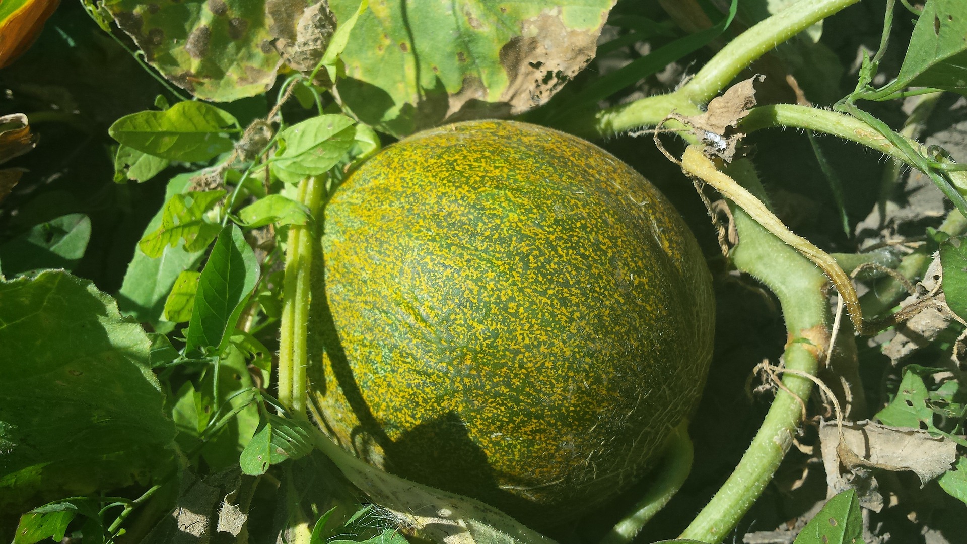 Pacote tecnológico é composto por quatro soluções com foco em produtividade e qualidade da fruta. - Foto: Divulgação&nbsp;