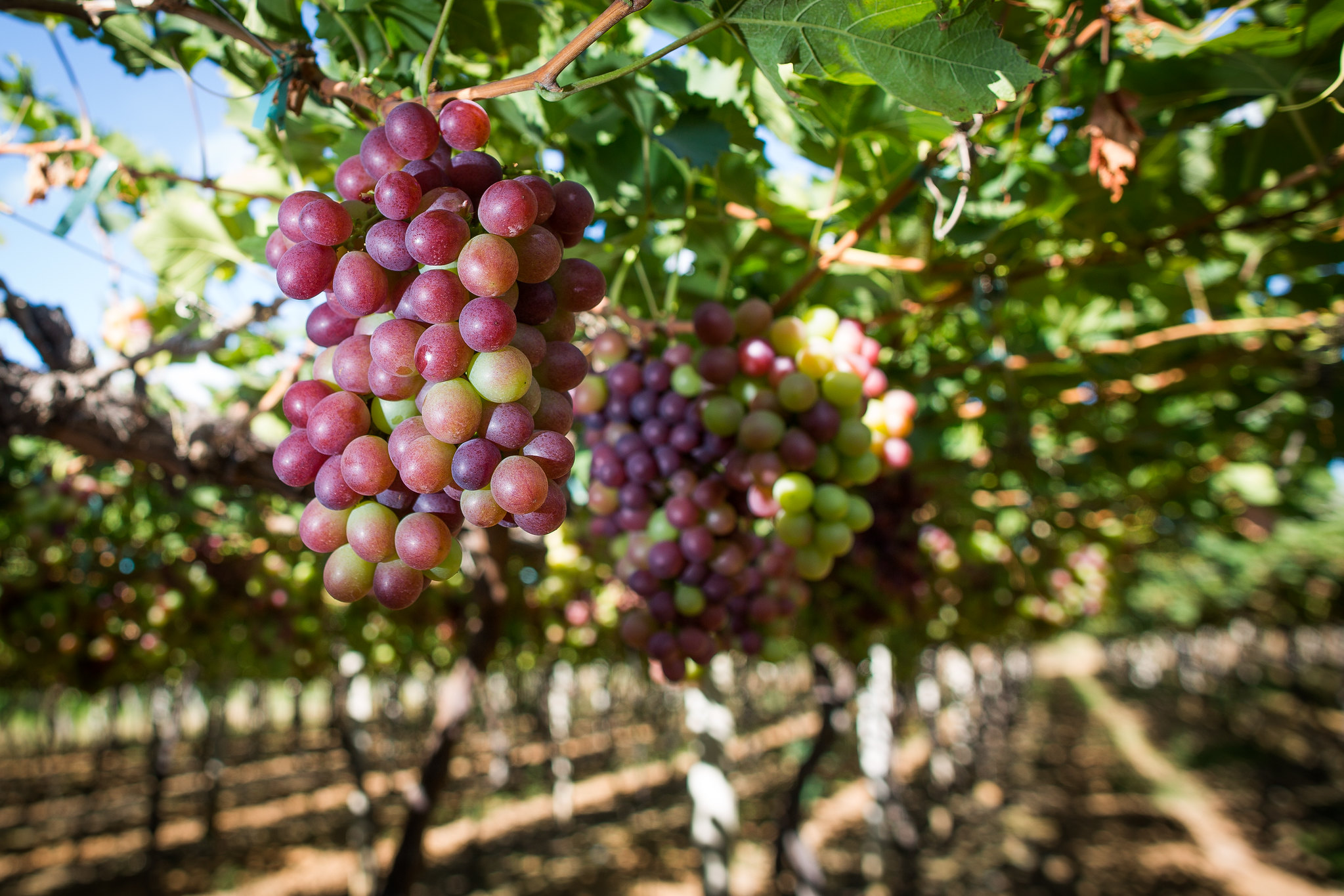 Com a continuidade dos envios para a Europa durante o mês de outubro, a tendência é de redução ainda maior na disponibilidade de uvas no mercado brasileiro; Foto: Wenderson Araujo/CNA