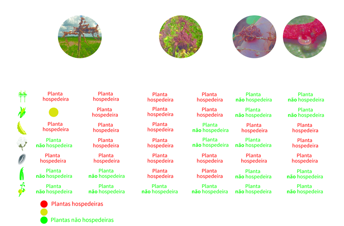 Figura 1- Principais espécies de cultivo associados às principais espécies de fitonematoides.