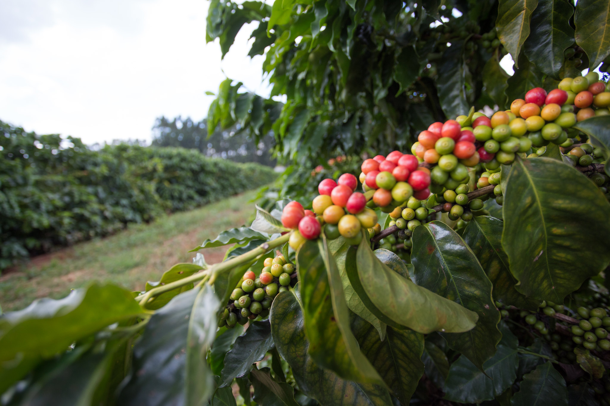 Para o consumo global de café estimativa prevê 170,3 milhões sacas para o período de outubro de 2022 a setembro de 2023; Foto: Wenderson Araujo/CNA