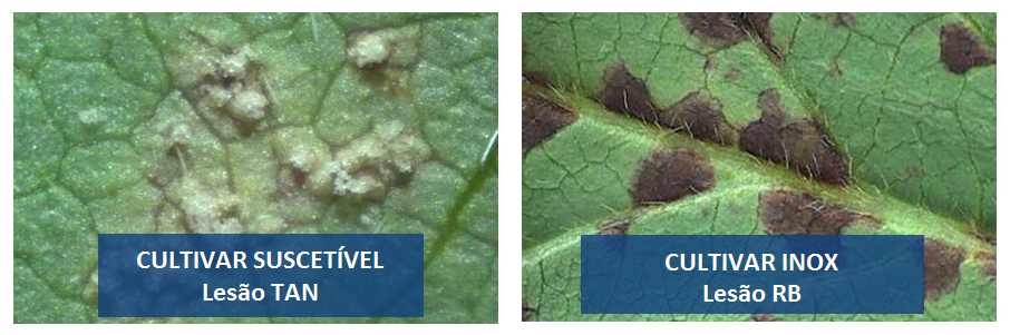 Figura 2. Lesão tipo TAN, encontrada em cultivares suscetíveis e Lesão de resistência do tipo RB, encontrada em cultivares INOX.&nbsp;