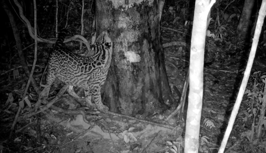 Causas do comportamento ainda são desconhecidas, mas estudiosos especulam que a resina ajude os animais a se livrar de parasitas -- foto: Jornal da Unesp