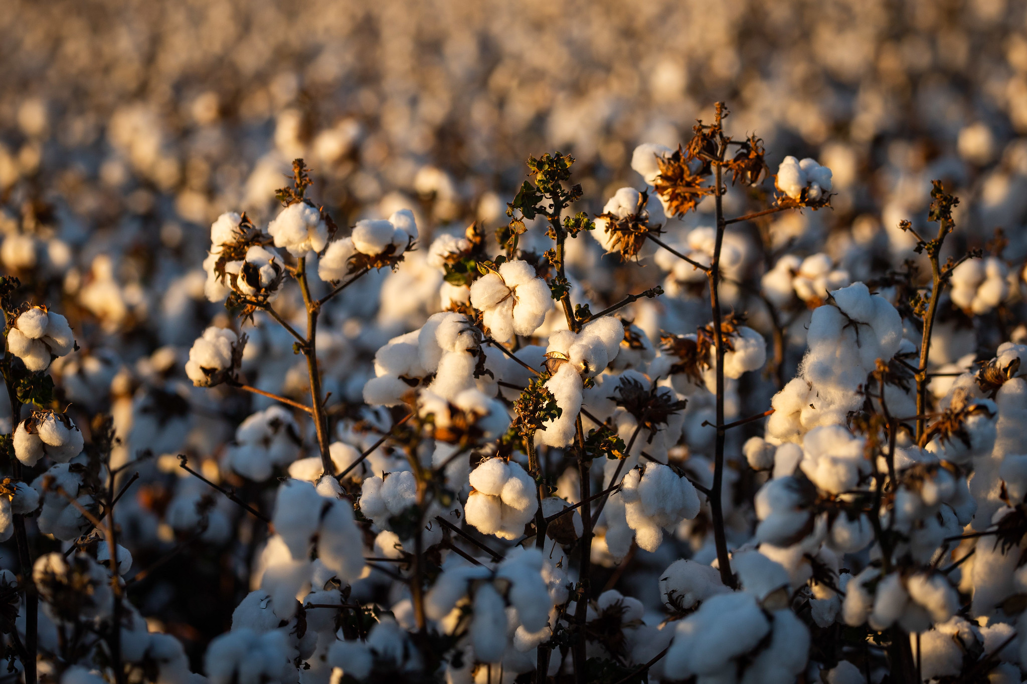 Pressão veio dos enfraquecimentos dos contratos na Bolsa de Nova York (ICE Futures) e da paridade de exportação e também da entrada de alguns lotes da temporada 2021/22 no mercado. - Foto: Wenderson Araujo/CNA