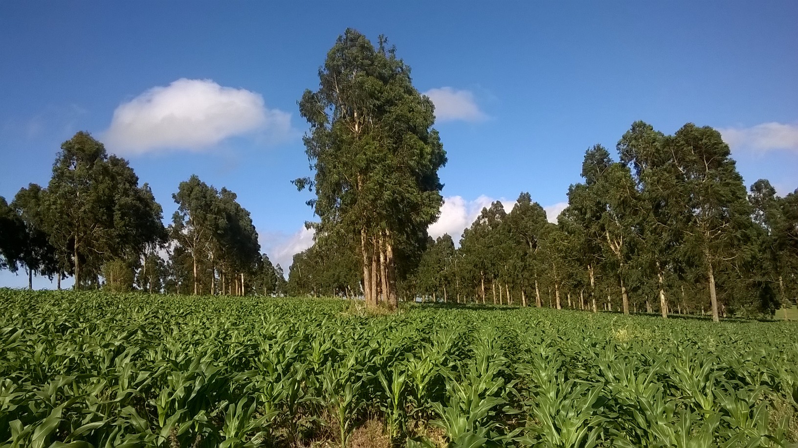 A intensificação da produção através de Sipas pode tornar o solo supressivo a doenças que causam o tombamento de plantas