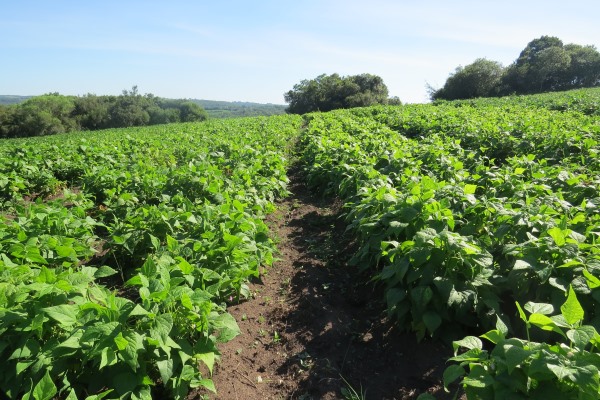 No RS, a área projetada de feijão 1ª safra é de 30.561 hectares; Foto: Divulgação