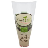 Herbio Mint Pot