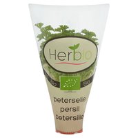 Herbio Parsley Pot