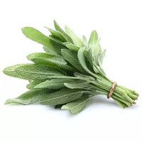 Sage Herb