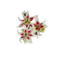 Fall Oriental Lilies Cb Box, 1 Each