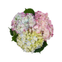 Hydrangea, 3-stem, 1 Each