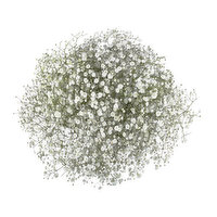 Premium Baby's Breath, 5-stem, 1 Each