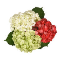 Holiday Hydrangea, 3-stem, 1 Each