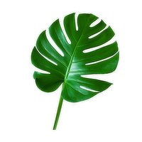 Monstera Leaf, Large, 1 Each