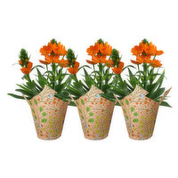 4" Orange Star W/ Potcover, 1 Each