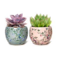 4" Succulent W/floral Ceramic, 1 Each